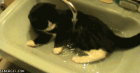 post-760-0-89074800-1369537016_thumb.gif